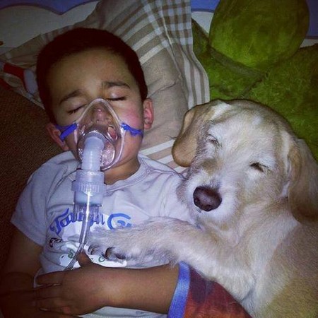 美国幼童抱病休养忠犬床前守护不离不弃(图)