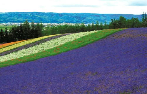 �ձ�������ũ�������ͷ����ͻ���ͼ��