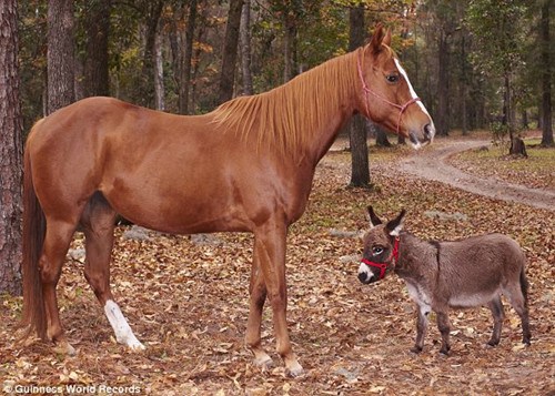 ǧ��ٹ������¼��Ů�Ӵ��߸�Ь�ܰ��׽�14�루2��