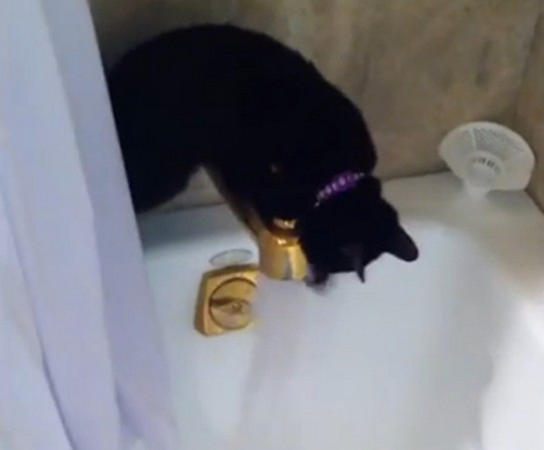 ��è������ˮʧ�����ԡ���Ǳ��ɱ���ԡ��