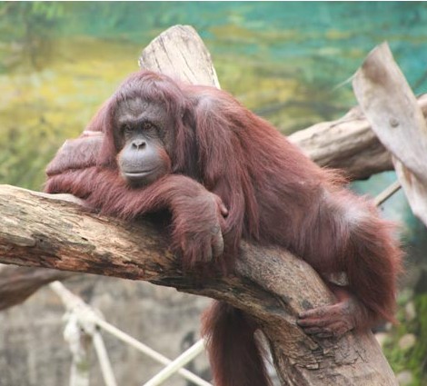 �о��ƺ�ë���ɳ��λ��ȼƻ�׷���߳���ĸ����