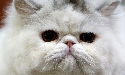 伊朗计划送波斯猫升空猴子“宇航员”曾引质疑