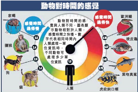 苍蝇视觉反应快人类四倍看世界如“慢动作”