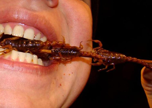 Ӣ����Ы�����ͷ�ݳ�Ӫ����ֵ���ڸɹ���ͼ��