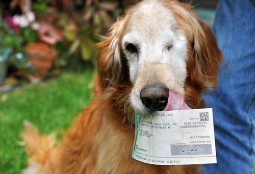 爱犬吃500美元纸钞男子拾狗粪挑纸屑找回(图)