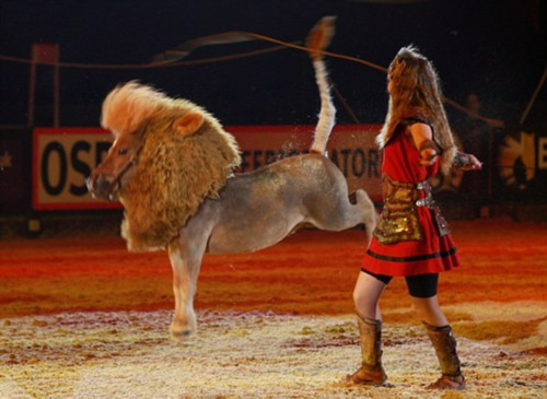 马儿扮狮子登台表演陷“自我认同”危机?(组图)(2)