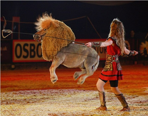 ������ʨ�ӵ�̨�����ݡ�������ͬ��Σ��������ͼ����3��