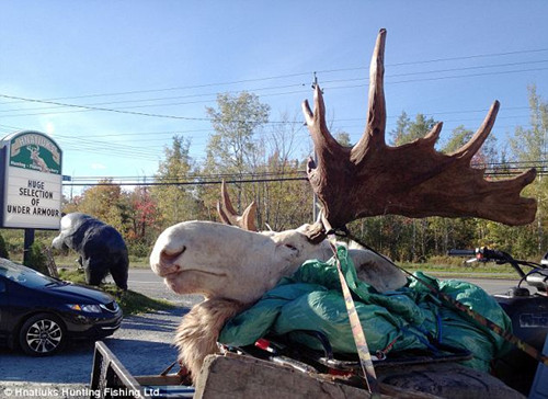猎人射杀罕见白色驼鹿原住民奉为神灵之物(组图)(3)