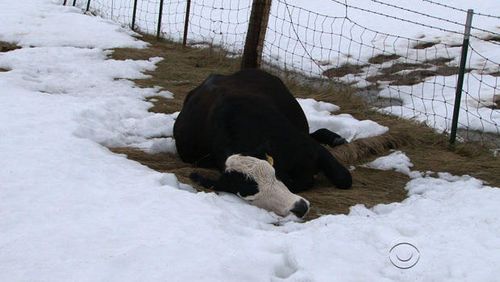 美国南达州遭暴风雪袭击恐致死10万头牲畜(图)