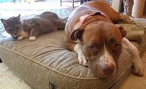 猫咪被2匹狼攻击“狗室友”挺身救命成英雄(图)