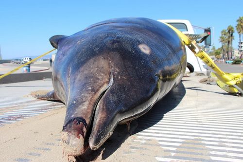 洛杉矶海滩发现罕见鲸鱼 头部像海豚长剑齿(图)