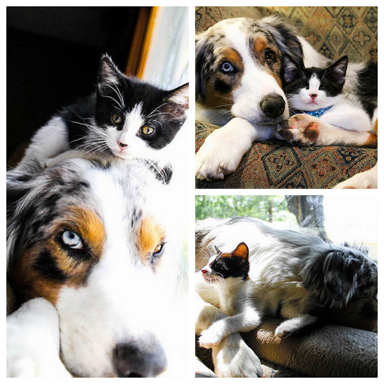 ����è�ҹ������������һ�����õò�����