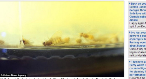 又酸又咸!英国一瓶装啤酒内竟“酿”50只苍蝇(图)