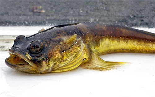 ��������ҹ�������ż������Ӣ���������Σ�ͼ��