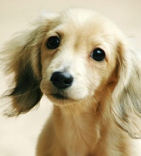 宠物犬被指与主人长得像日本学者称关键在眼睛