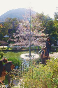 10米高圣诞树亮相日本缀水晶玻璃光彩熠熠(图)