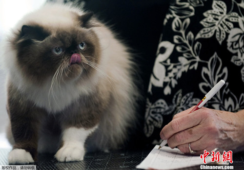 悉尼大学研究猫咪的神秘“私生活”
