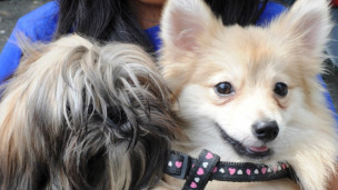 调查称英国十分之一的女性爱宠物胜过伴侣(图)