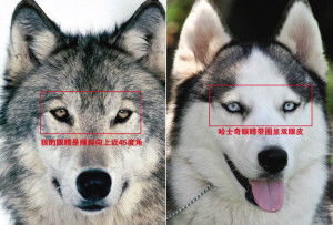 美国研究:现代狗的祖先是已灭绝的古代欧洲狼