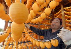 日本福岛县部分地区时隔2年恢复柿饼加工