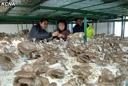 朝鲜蔬果批发站利用先进技术增加蘑菇生产(图)