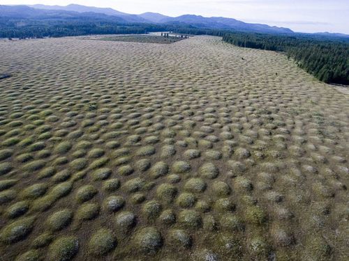 美“神秘金字塔群”:地鼠建造一群数百万个