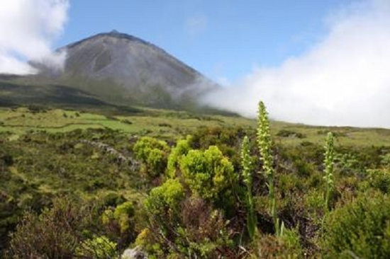 稀有蝴蝶兰被认为灭绝200年重现欧洲火山脊(图)