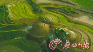 英矿场用碎石堆艺术品获年度最佳景观建筑(图)