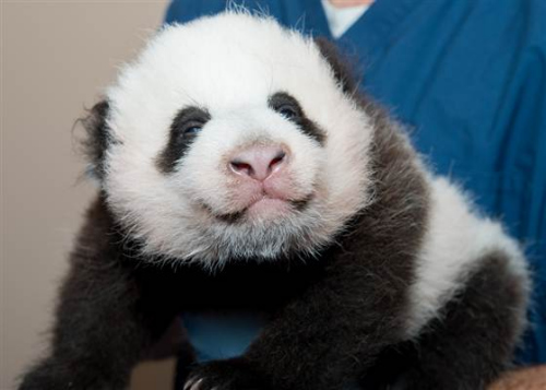 华盛顿动物园熊猫幼仔“宝宝”下月将见客(图)