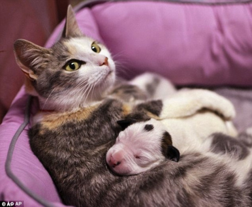 流浪猫妈妈养育小斗牛犬温馨喂奶萌化人心(图)