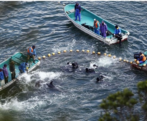 日本和歌山虐杀海豚被批残忍官员辩称文化不同