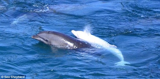 日本残酷捕海豚母海豚疑因与宝宝分离自杀（图）