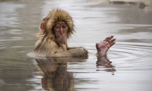 �ձ�����ѩ������Ȫ����������������֡���ͼ��