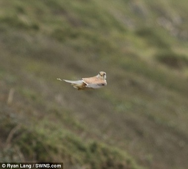 真实版“愤怒的小鸟”红隼飞行姿态奇特遭恶搞