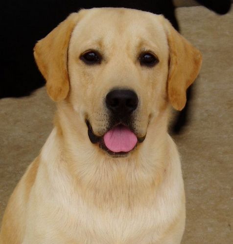 拉布拉多连续23年蝉联美国最受欢迎犬种(图)