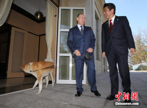 普京宠物犬抢风头:被安倍轻抚“掉头就逃”(图)