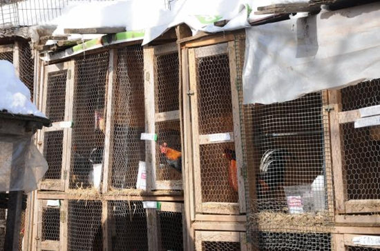 ŦԼ��������Ƿ������ж���������ŭ��С��