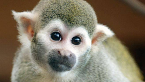 德国动物园为防近亲交配送走“情圣”公猴(图)