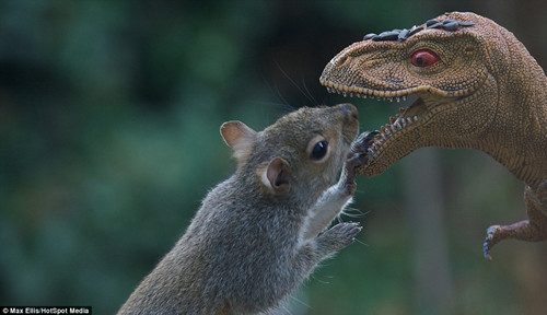 小松鼠大战“霸王龙”帅气十足萌杀网友(组图)