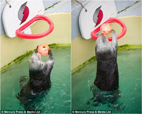 “神投手”海獭投篮命中率高能跳跃扣篮(图)