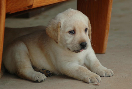 小狗不肯进食女主人“母乳上阵”亲自喂养(图)