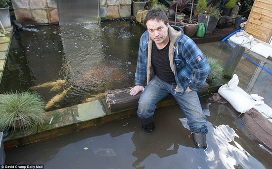 英国男子与洪水奋战成功保卫家中昂贵锦鲤(图)
