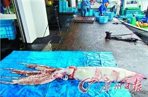 日本海沿岸频现“巨型乌贼”或系地震前兆(图)
