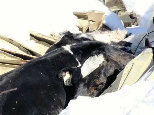 大雪压垮日本一牧场牛棚近半数牛被压死