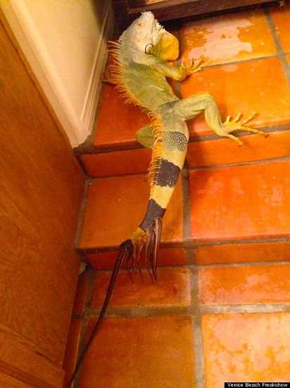 �������춯��չ�ֺ���8β����������1�ף�ͼ��