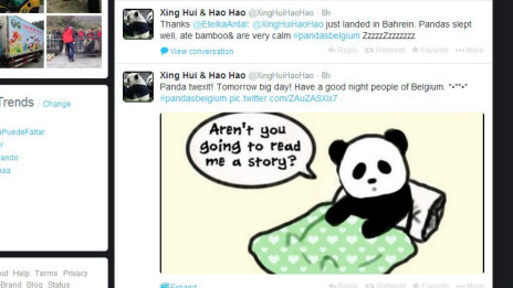 中国大熊猫比利时受追捧首相接机享元首级待遇