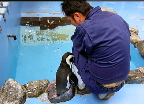 日本“求爱”企鹅追赶饲养员走红视频网络（图）