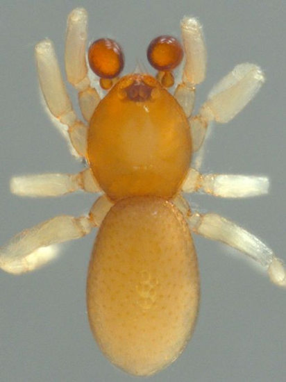 科学家发现新种类蜘蛛状如软糖仅1毫米长(图)