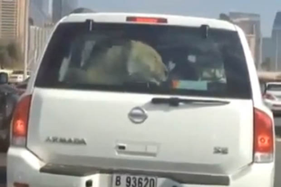 �ϰ�˾��������ʨ�Ӷ������ں�������������ͼ��