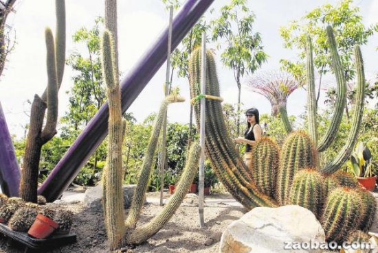 �¼��½���������ͤ������ֲ�����ơ�ӭ�ͣ�ͼ��